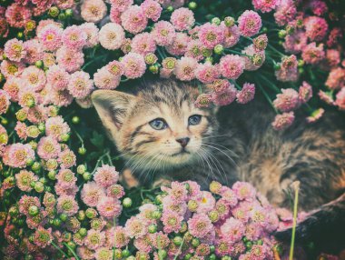Küçük kedi yavrusu yaz bahçesinde pembe kasımpatı çiçeklerinde oturur.