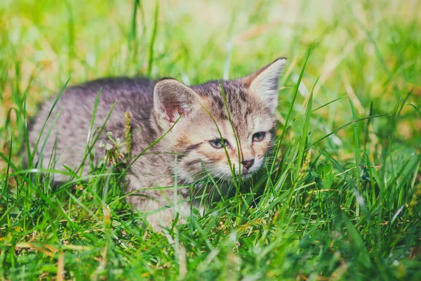 Cute Kitten Sitting Green Grass Summer Garden — Stock Photo, Image