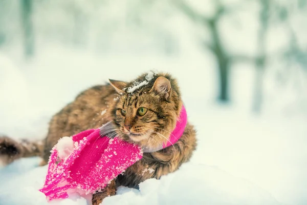 Divertente Gatto Siberiano Una Sciarpa Passeggiate All Aperto Inverno — Foto Stock
