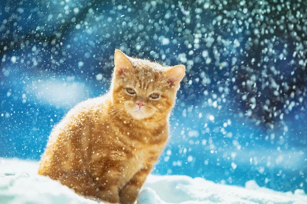 Roztomilé Zrzavé Kotě Sedí Sněhu Zimě Během Sněžení — Stock fotografie