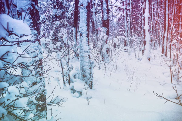 Χιονισμένο Δάσος Χειμώνα Μετά Από Χιονόπτωση — Φωτογραφία Αρχείου