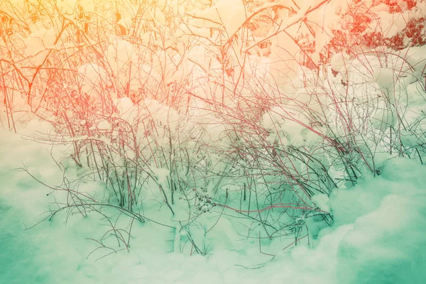겨울에는 눈으로 뒤덮인 — 스톡 사진