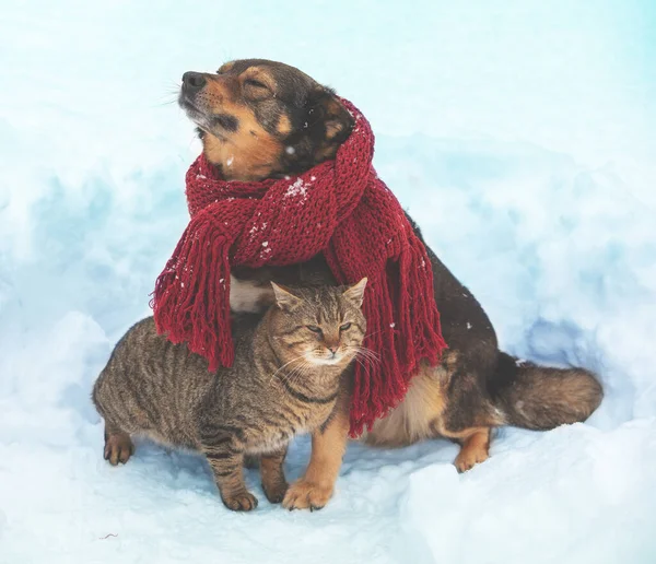 Cat and dog play together in snowy winter. Dog wearing knitted scarf