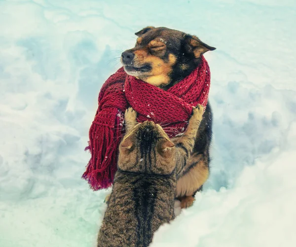 Kočka Pes Spolu Hrají Sněhové Zimě Pes Pleteném Šátku — Stock fotografie