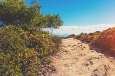 Dağlık arazi kayalık toprak yol ve çam ağaçları