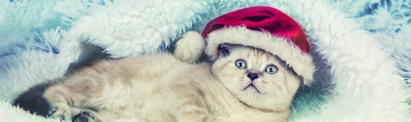 Grappig Katje Met Kerstmuts Liggend Een Blauwe Deken Horizontale Banner — Stockfoto