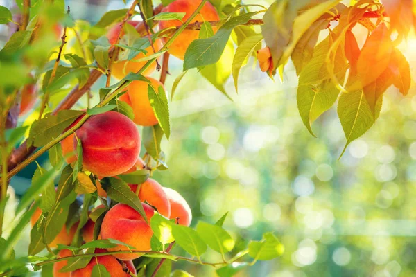 Peach Branch Orchard Harvest Ripe Peaches — Stock Photo, Image