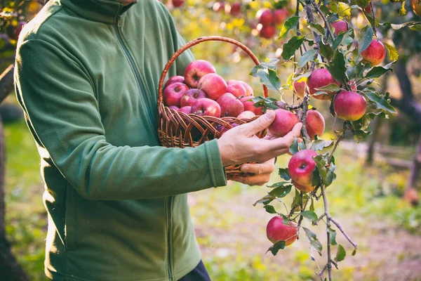 A man harvesting red apples in the orchard