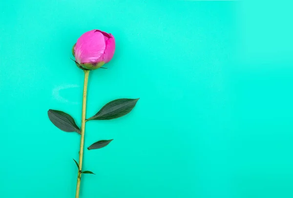 青い背景にピンクの牡丹の花 — ストック写真