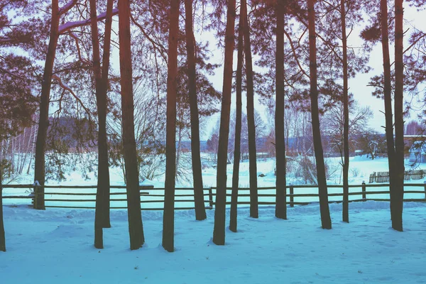 Сельский Зимний Снежный Пейзаж Деревянный Забор Краю Соснового Леса — стоковое фото