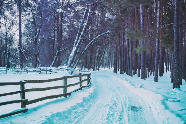 Χιονισμένο Δρόμο Ξύλινο Φράχτη Στο Χειμερινό Πευκοδάσος — Φωτογραφία Αρχείου