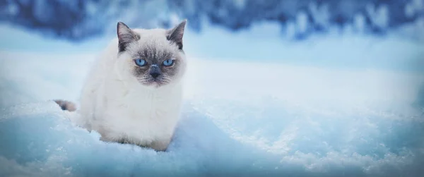 Kışın Derin Karda Yürüyen Sevimli Bir Renk Noktası Kedisi Yatay — Stok fotoğraf