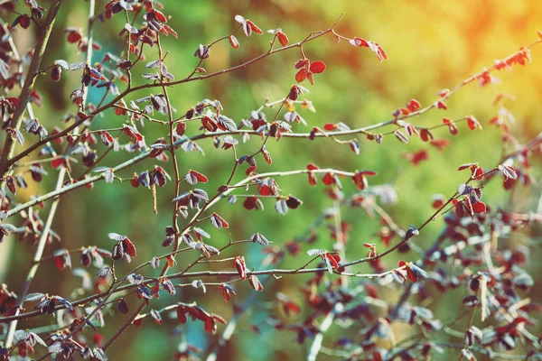 春天里有幼叶的榛子枝条 — 图库照片