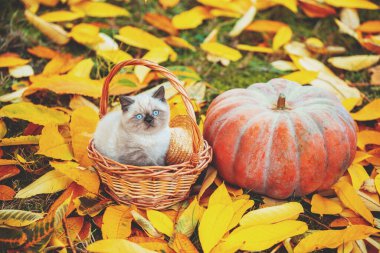 Yavru kedi, sonbahar bahçesindeki büyük bir misk kabağının yanında düşmüş sarı yaprakların üzerinde bir sepetin içinde oturuyor.