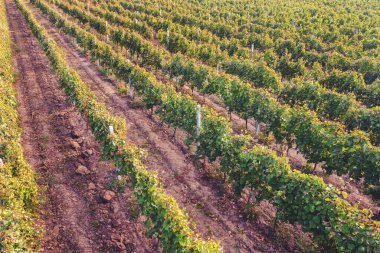 Tarım arazisi, tarım arazisi. Sonbaharda üzüm bağı. Asma sırası. Yukarıdan görüntüle