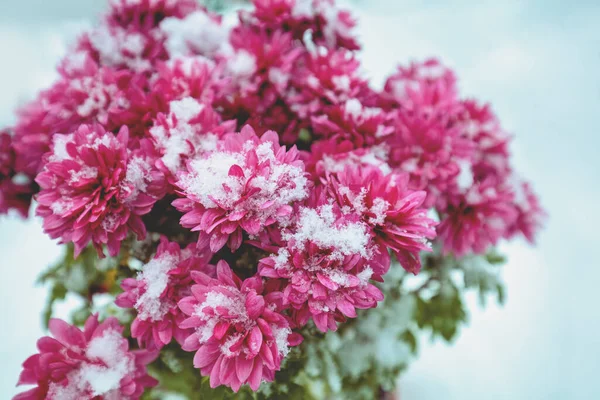 Pink chrysanthemum flowers covered with snow in winter