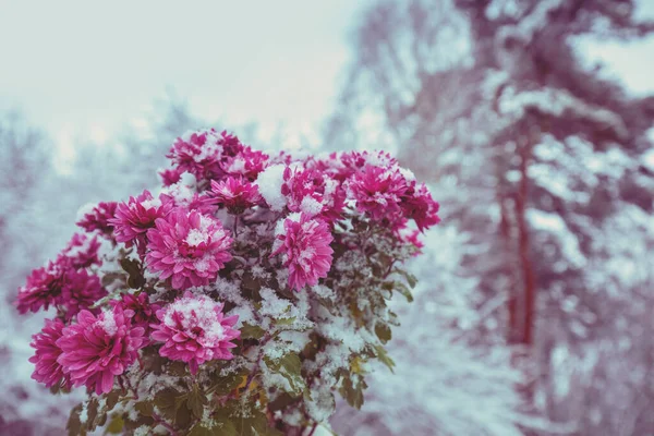 Pink chrysanthemum flowers covered with snow in winter