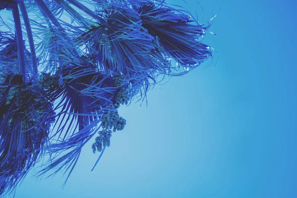 Palmiye yaprakları gökyüzüne karşı. Tropik doğa geçmişi. Mavi tonlama