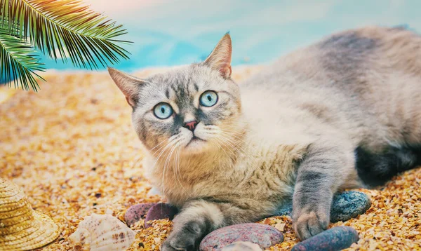 Gato Tailandês Bonito Deitado Praia Verão — Fotografia de Stock