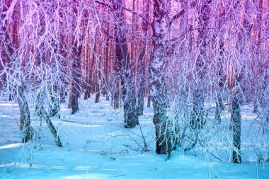 Kışın huş ağacı koruluğu. Karla kaplı dallar.