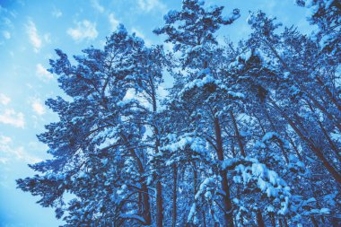 Doğa kış arka planı. Kışın karlı orman. Kış doğası. Noel arkaplanı. Alt görünüm Mavi tonlama