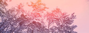 Snowy forest in winter during sunrise. Winter nature. Christmas background. Bottom view  Horizontal banner
