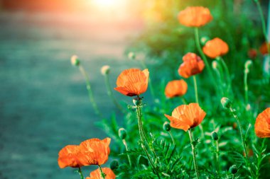 Blossoming Poppies in the garden. Flowering Poppies (Papaver) in summer
