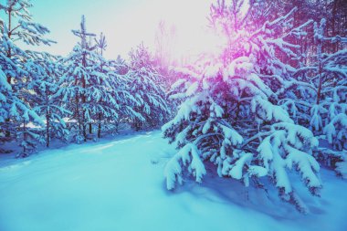 Doğa kış arka planı. Karlı orman. Çam ağaçları karla kaplı. Kış doğası. Noel arkaplanı.