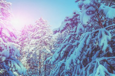 Doğa kış arka planı. Karlı orman. Çam ağaçları karla kaplı. Kış doğası. Noel arkaplanı.