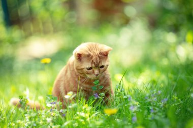 Kızıl kedi yaz bahçesinde çimlerde yürüyor.