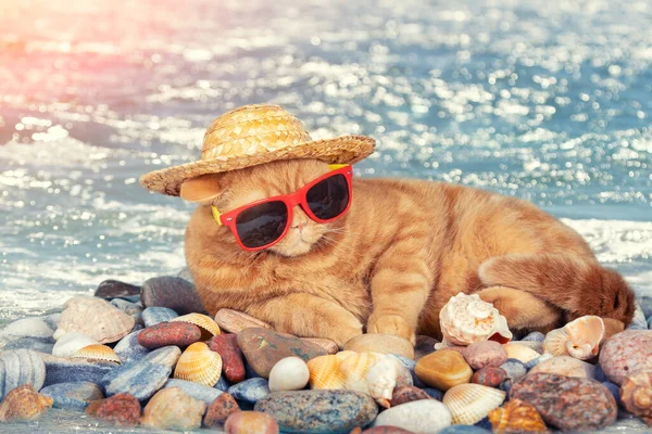 Portrait of funny ginger British shorthair cat wears sunglasses and straw sun hat lying on the pebbles beach in summer. Summertime travel concept
