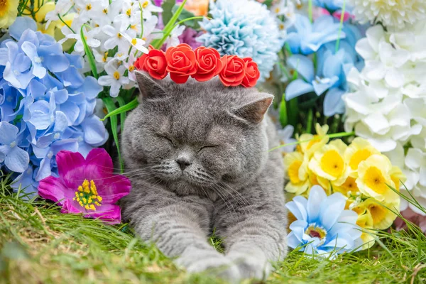 Cute Blue British shorthair cat relaxing in flowers on the grass in spring. The cat wearing a roses crown lying in the garden