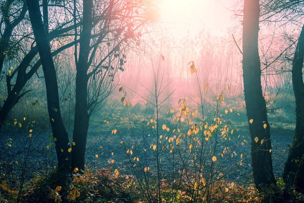 Beautiful foggy forest with magic light in the early morning