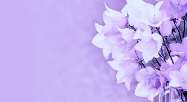 White harebell flowers in violet toning. Bouget of summer flowers.  Horizontal banner