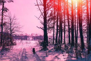 The edge of a pine snowy forest on an early winter morning. Pines covered with frost