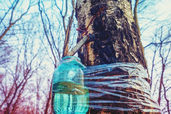 유리병에서 자작나무 수액을 만드는 — 스톡 사진