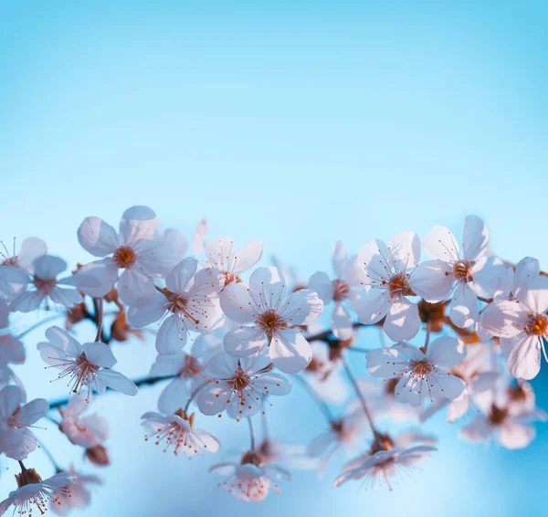 Blühender Obstgarten Blühende Kirschbaumzweige Gegen Den Blauen Himmel — Stockfoto