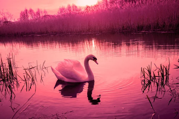 神奇的日落在农村 春天的乡村风景 天鹅在湖中游泳 Viva洋红色调色调 — 图库照片