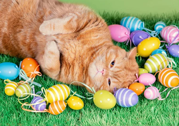 Funny Ginger Cat Sleeping Artificial Turf Colored Easter Eggs — Stock Photo, Image