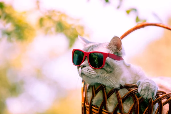 Retrato Gato Divertido Gafas Sol Tumbado Una Canasta Aire Libre —  Fotos de Stock