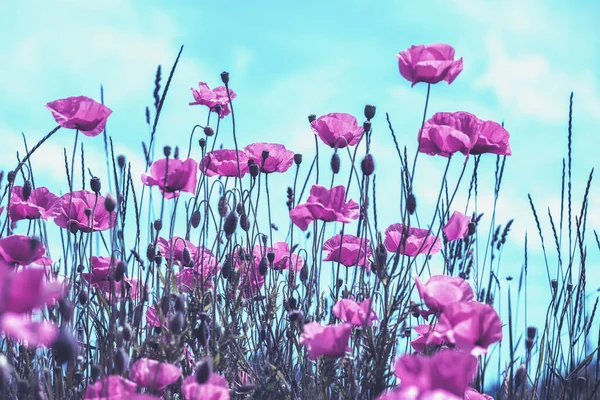 Kwitnące Pole Maków Dzikie Maki Papaver Przeciwko Niebu Kwiat Natura — Zdjęcie stockowe