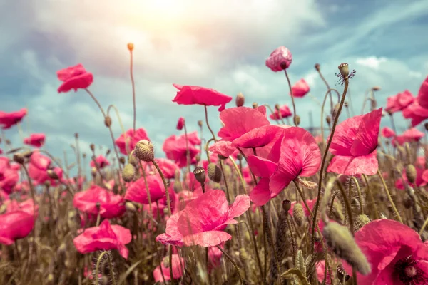 Kwitnące Pole Maków Dzikie Maki Papaver Przeciwko Dramatycznemu Niebu Kwiat — Zdjęcie stockowe