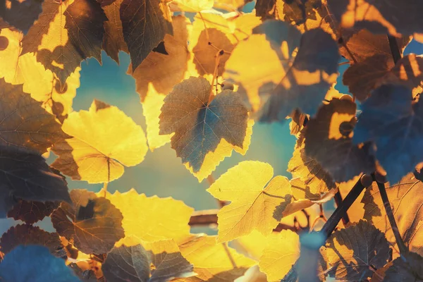 Yellow Vine Leaves Background Blue Sky Nature Background — Stock Photo, Image