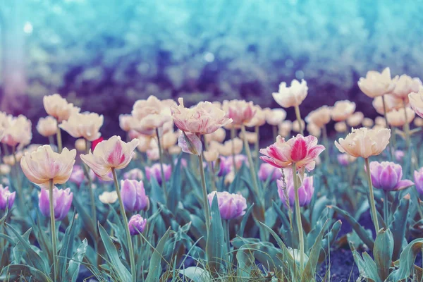 Wiosną Pole Kwiatów Tulipanów Kolorowe Kwitnące Tulipany Kwiatowy Charakter Tła — Zdjęcie stockowe