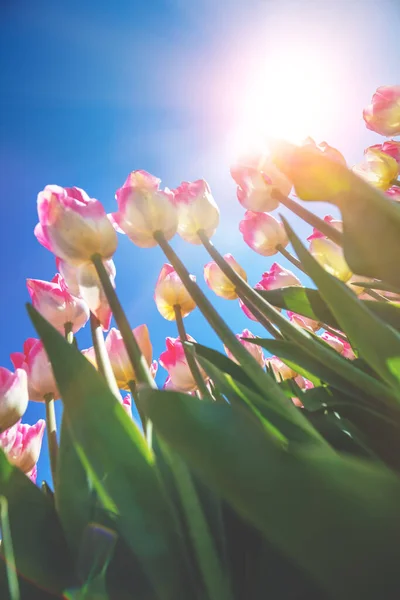 Tulpenveld Het Voorjaar Roze Tulpen Bloeien Tegen Blauwe Lucht Bloemennatuur — Stockfoto