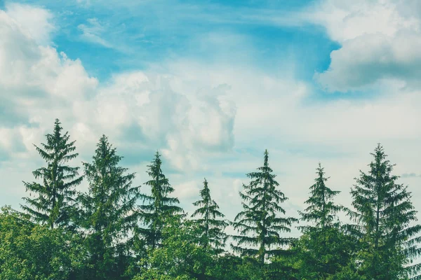 Fila Abetos Contra Cielo Azul Nublado Fondo Naturaleza —  Fotos de Stock
