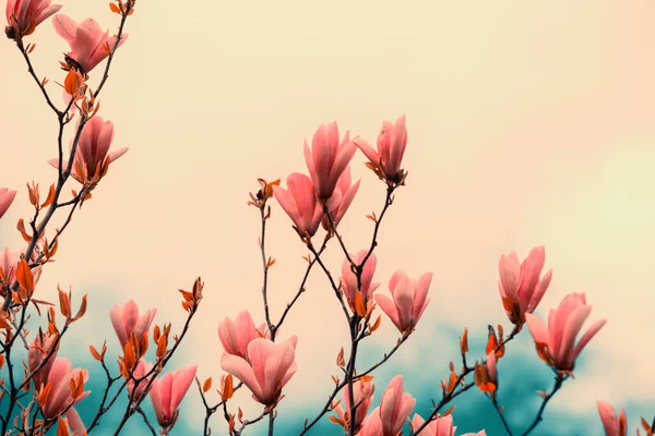 Fiori Magnolia Fiore Primavera Naturale Vintage Fiori Sfondo — Foto Stock