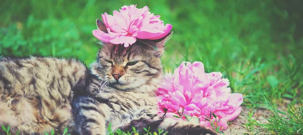 彼の頭の上に牡丹の花を持つ面白い猫は夏の庭の草の上にあります — ストック写真