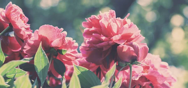 Vintage Bloeiende Pioenroos Bloemen Een Tuin — Stockfoto