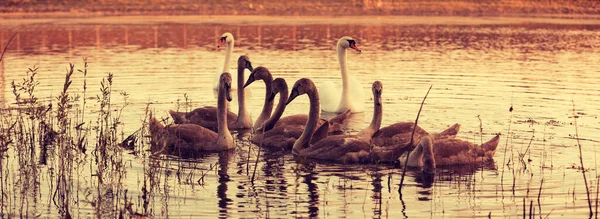 Family of swans swimming on the lake at sunset. Horizontal banner